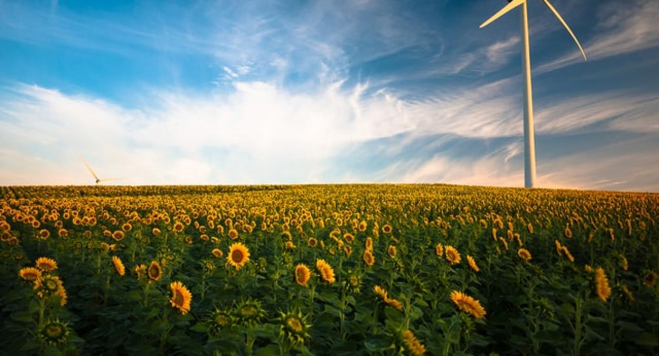 sunflowers